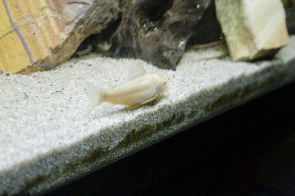 piękne albinos corydoras Corydoras brąz aeneus ryby słodkowodne w akwarium. Wysokiej jakości zdjęcie - Zdjęcie, obraz