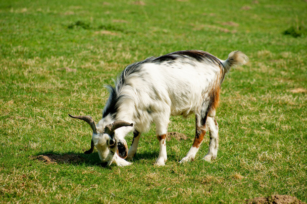 Goat on grass - Photo, Image