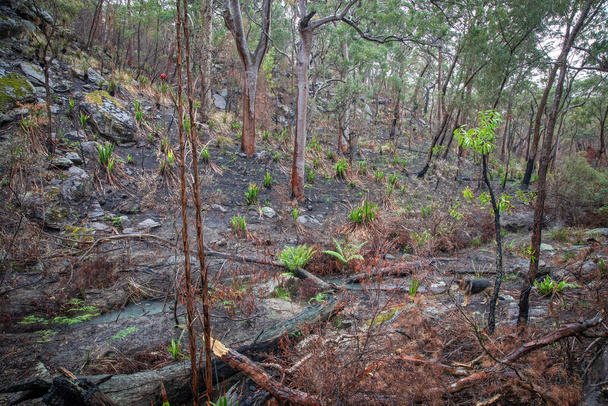 Rain and a cooler summer allows the environment to recover from the recent bushfires - Photo, Image