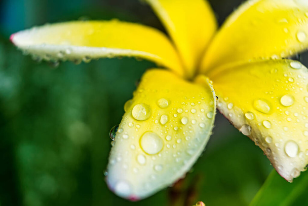Macro closeup of White plumeria flowers with water droplets on the petals in the morning. - Photo, Image