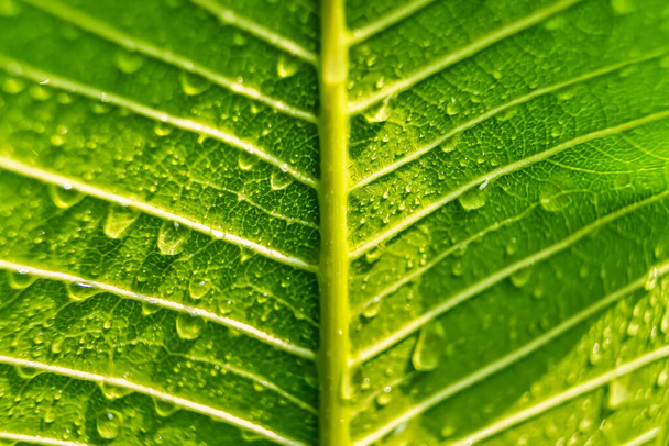 Makro detailní záběr krásné čerstvé zelené listy s kapkou vody v ranním slunci příroda pozadí. - Fotografie, Obrázek