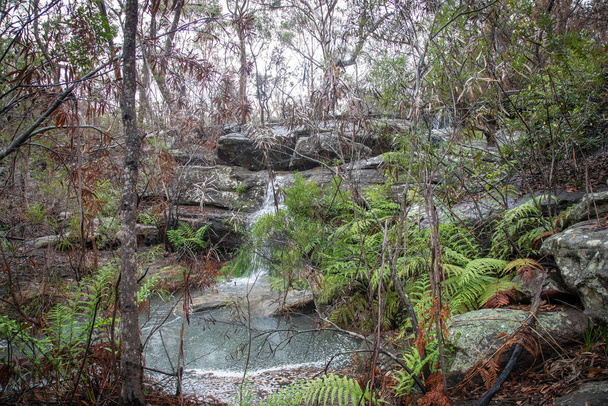 Rain and a cooler summer allows the environment to recover from the recent bushfires - Photo, Image