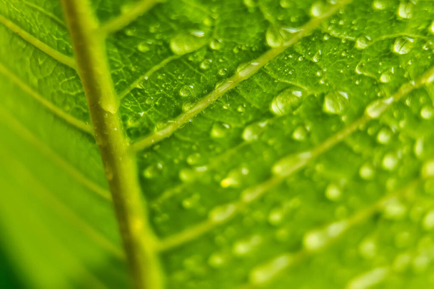 Макро крупним планом красивий свіжий зелений лист з краплями води на ранковому сонячному фоні природи
. - Фото, зображення