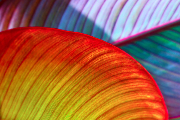 tonTropical leaves set in neon, fluorescent colors, banana - Foto, Imagem