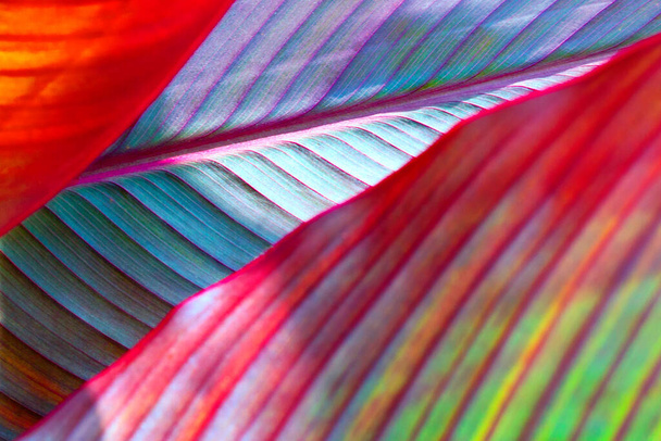 tontropical φύλλα σε νέον, φθορίζοντα χρώματα, μπανάνα - Φωτογραφία, εικόνα