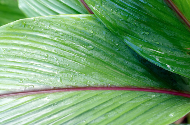 Turmeric leaves with raindrops dew - Photo, Image