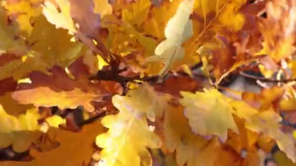 Gelbe Eichenblätter auf einem Ast wiegen sich im Wind. Herbstwald oder Park. Hintergrund Natur - Filmmaterial, Video