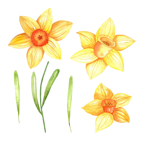 Acuarela mano pintura primavera flores narciso - Foto, imagen