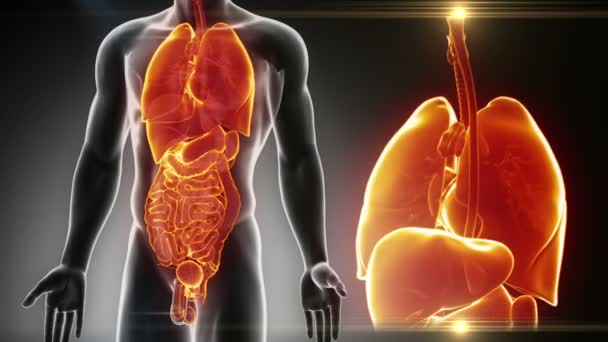 Anatomie männlicher Organe - Filmmaterial, Video