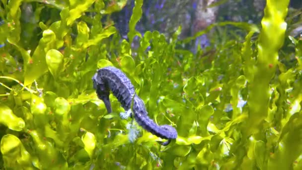 The seahorse is a small marine fish of the Syngnathidae family - Footage, Video