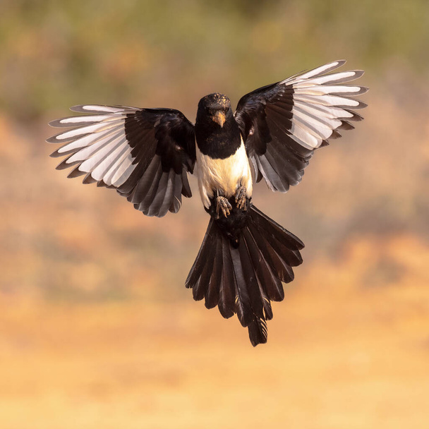 Euraziatische ekster (Pica pica) Flying on Bright Achtergrond en kijkend naar camera in Extremadura, Spanje. - April. Wildlife Scene of Nature in Europa. - Foto, afbeelding