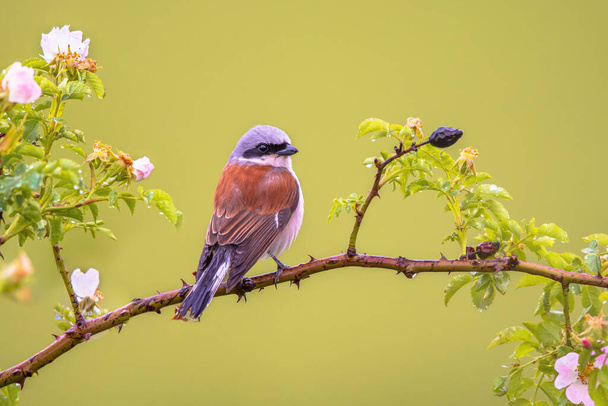 Red-Backed Shrike (Lanius collurio) perched on branch with flowers. This is a carnivorous passerine bird and member of the shrike family Laniidae. Wildlife Scene of Nature in Europe. - Photo, Image