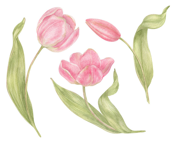 Watercolor hand drawn flowers tulips set in vintage style. Spring Botanical illustration isolated. Perfect for greeting cards, wedding invitation, birthday and mothers day cards. - Fotografie, Obrázek