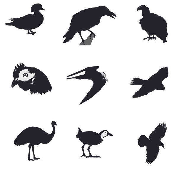 zwart silhouet van crow, raven, giervalk, condor, Stern, kip, emu, man - Vector, afbeelding