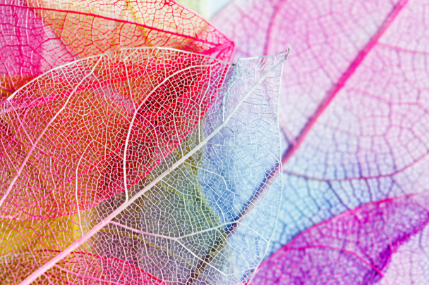 Color leaves - Foto, Bild