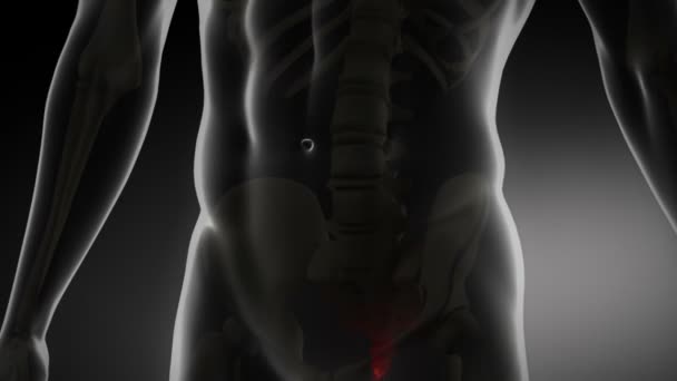 İnsan omurga röntgeni kavramı - Video, Çekim