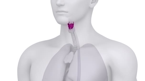 男性スキャン喉頭解剖学 - 映像、動画