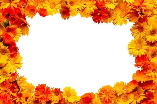 白に隔離されたカレンダーの花で作られた陽気な装飾フレーム。カレンダーオフィシナリス、ポットマリーゴールド、ルドル、一般的なマリーゴールドまたはスコッチマリーゴールド. - 写真・画像