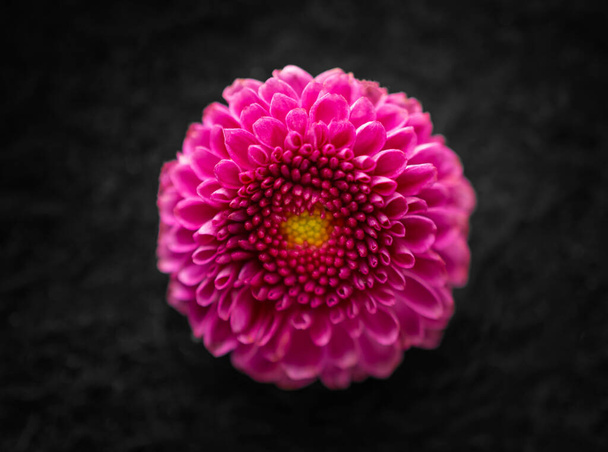 One flower on black background. Selective focus. - Photo, Image