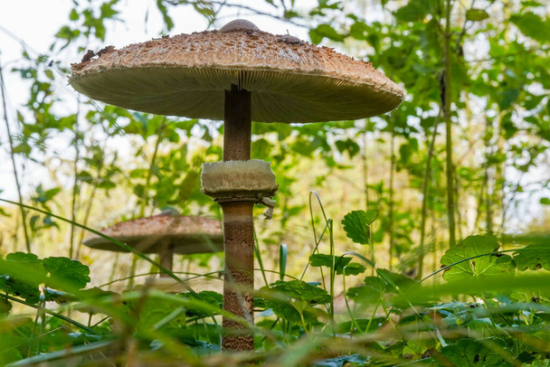 Взрослый образец гриба Большого зонтика (Macrolepiota procera) среди травы дюн в подлеске Waterleidingduinen - Фото, изображение