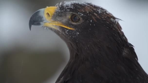 Águila imperial española en invierno durante las fuertes nevadas en el parque nacional - Imágenes, Vídeo