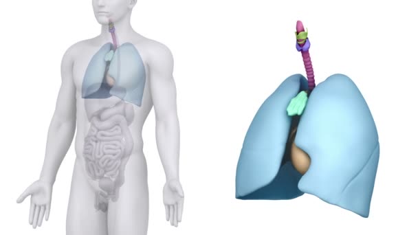 anatomie mužského dýchací systém - Záběry, video