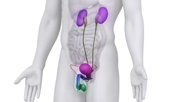 Anatomie van de mannelijke urine medische scan - Video