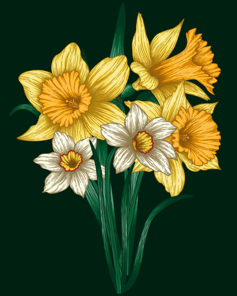  Vektor Illustration Grafik Farbe Bouquet von Narzissen Blumen - Vektor, Bild