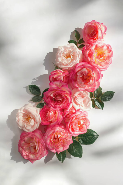 Composition florale faite de beaux bourgeons roses couchés sur fond blanc avec lumière du soleil. Concept de nature. Thème d'été. Style minimal. Vue de dessus. Pose plate - Photo, image