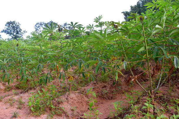 Green cassava plant rows in cassava plantation, farmland in countryside of Northeast Thailand - Photo, Image