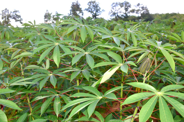 Close up of green cassava plants in cassava plantation, farmland in countryside of Northeast Thailand - Photo, Image