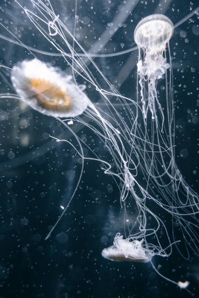 Οι μέδουσες επιπλέουν στον βαθύ ωκεανό. Μακροσκοπική προβολή - Φωτογραφία, εικόνα