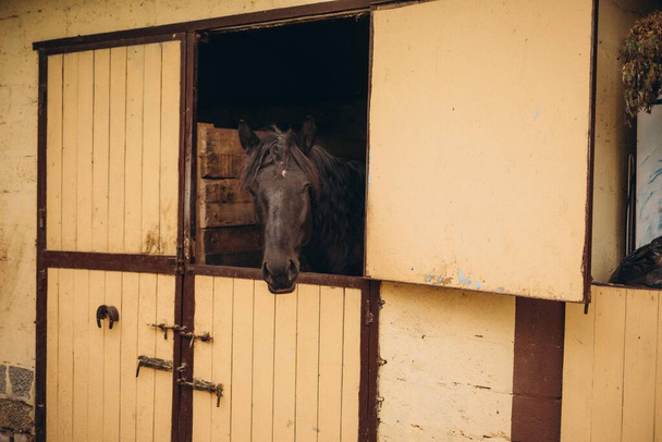 Retrato de un caballo en un establo y en la naturaleza Sonrisa de caballo. Caballo mostrando dientes, caballo sonriente, caballos divertidos, cara de animal divertida. animal de la risa, mira en el marco - Foto, imagen