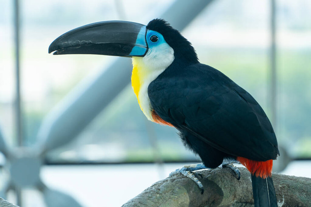 Kanál účtované toucan close up (Ramphastos vitellinus) close up. - Fotografie, Obrázek