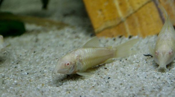 mooie albino corydoras Corydoras bronzen aeneus zoetwatervissen in aquarium. Hoge kwaliteit foto - Foto, afbeelding
