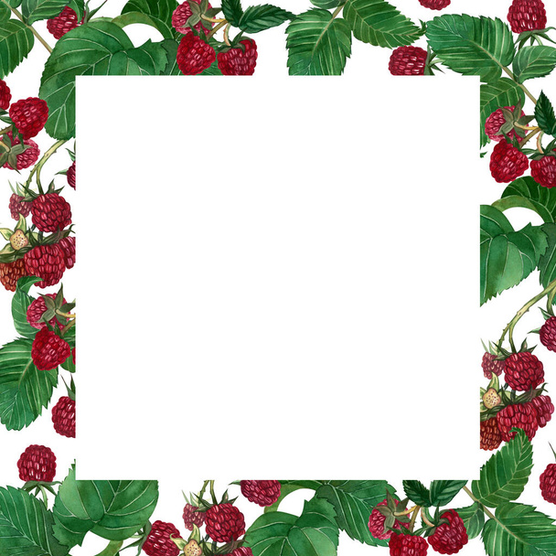 A square frame of red raspberry berries and its leaves. The elements are hand-drawn in watercolor. Suitable for design, postcard design, menus, product packaging, label creation. - 写真・画像