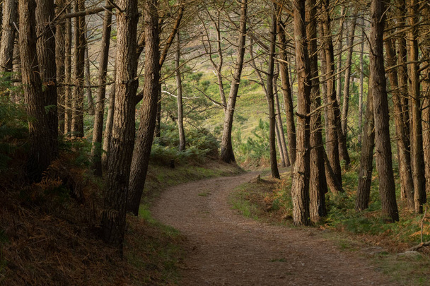 Escena otoñal de un sinuoso camino de tierra entre árboles - Foto, Imagen
