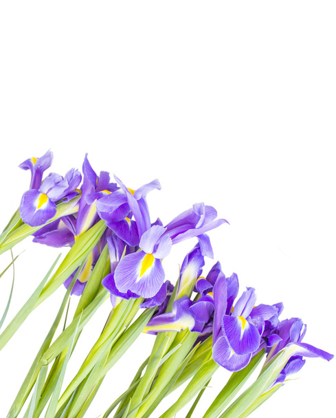 Iris flowers - Foto, Imagem