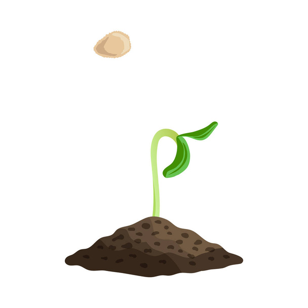 Sprout En Zaad Samenstelling - Vector, afbeelding