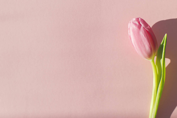 Różowy tulipan w słońcu na różowym tle leżał płasko. Witam wiosnę. Nowoczesny kreatywny wiosenny wizerunek. Szczęśliwego Dnia Kobiet. Szczęśliwego Dnia Matki. Minimalna kartka okolicznościowa, miejsce na tekst. 8 marca - Zdjęcie, obraz