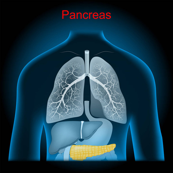 Pancreas is an organ of the digestive system and endocrine system. Lungs, stomach and internal organs into x-ray blue realistic torso. Human silhouette on dark background. Vector poster - Vector, Image