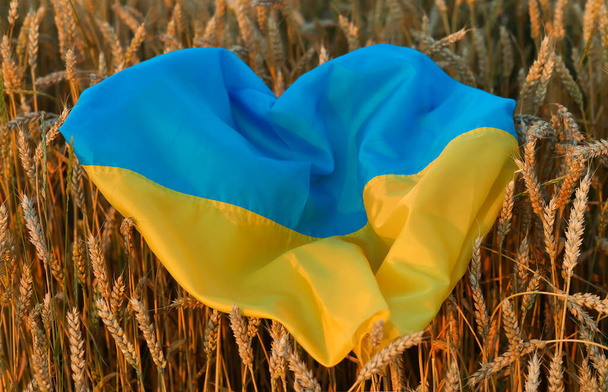 Flag of Ukraine is blue-yellow lying on ripe wheat. Yellow wheat field in Ukraine. Independence Day of Ukraine, flag day. - Photo, Image