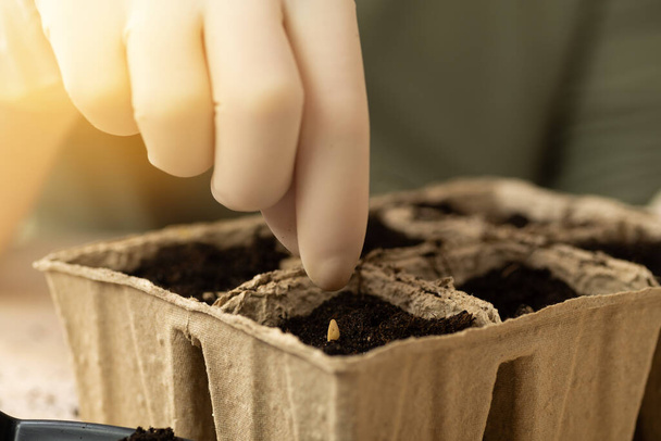 A woman is planting vegetable seeds in peat pots. Growing plant seedlings in pots. Home hobby. - Fotó, kép