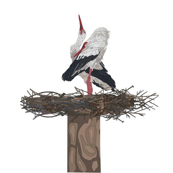 Un par de cigüeñas en un nido. Cigüeñas grises y blancas sobre fondo blanco. Ilustración vectorial, objetos de aislamiento. - Vector, Imagen