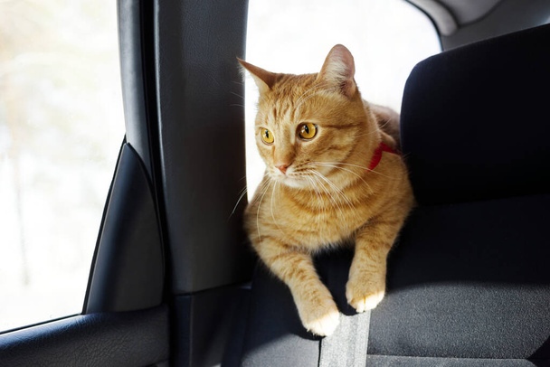 Red interested cat near the window on the back of the seat rides in the car - Foto, afbeelding