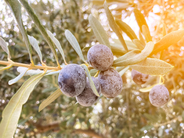 Paisaje Cosecha listo aceite de oliva virgen extra. Aceitunas Negras colgando de un árbol con resplandor solar. Primer plano. - Foto, Imagen