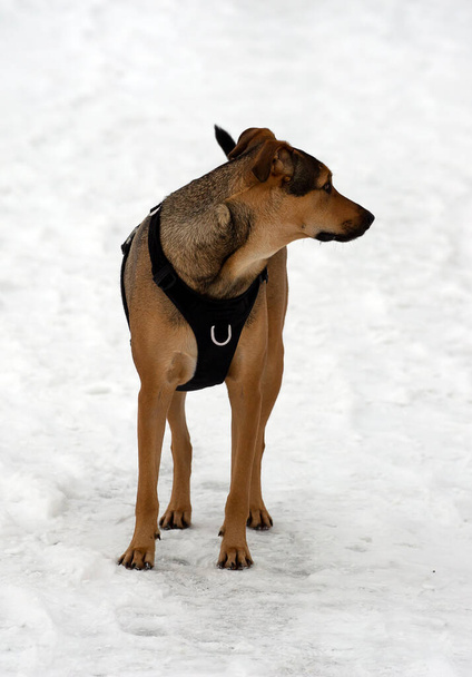 Jeune chien sur fond de neige blanche. - Photo, image