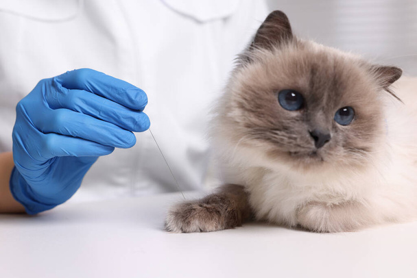 Veterinary holding acupuncture needle near cat's paw indoors, closeup. Animal treatment - Фото, изображение