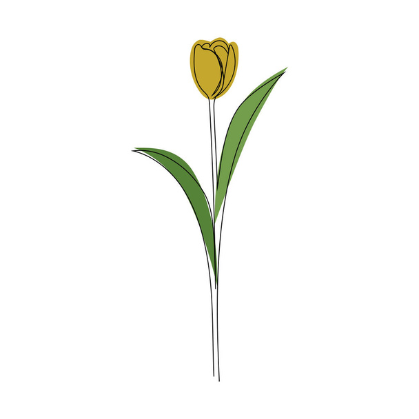 tulip in one line, the outline of the flower and its colored silhouette. - Vector, Image