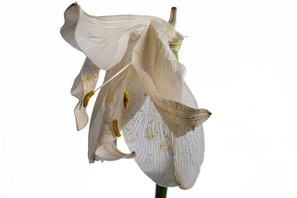 dying white lily flower isolated on white background - Photo, Image